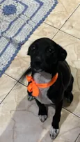 Pantera