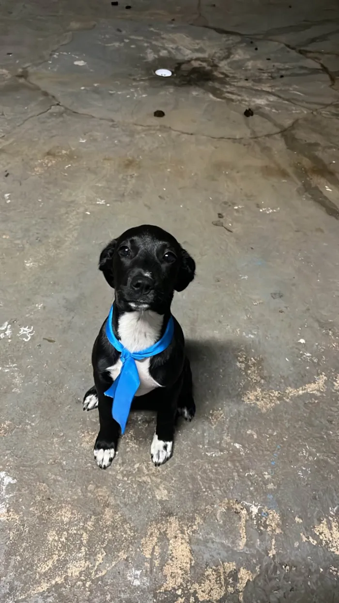 Cachorro ra a SRD-ViraLata idade 2 a 6 meses nome Pantera 