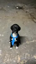 Pantera