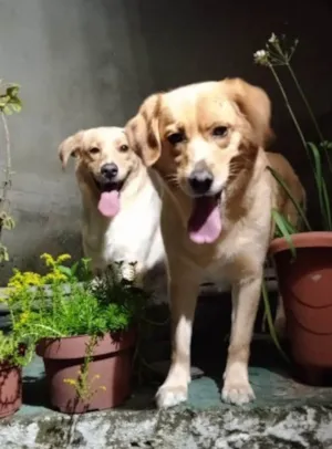 Cachorro raça SRD-ViraLata idade 5 anos nome Maia