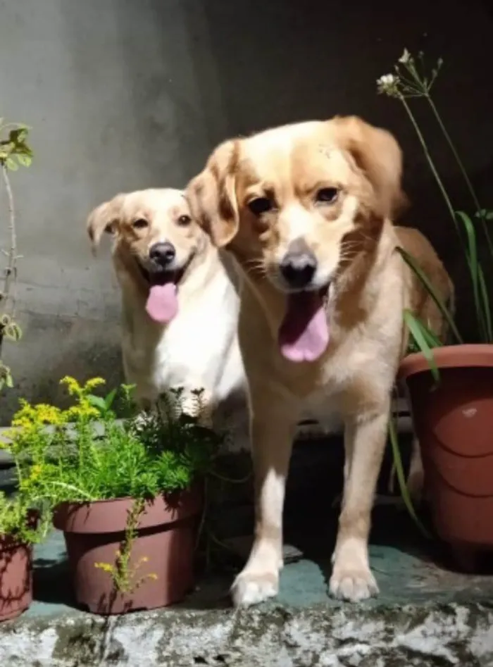 Cachorro ra a SRD-ViraLata idade 5 anos nome Maia