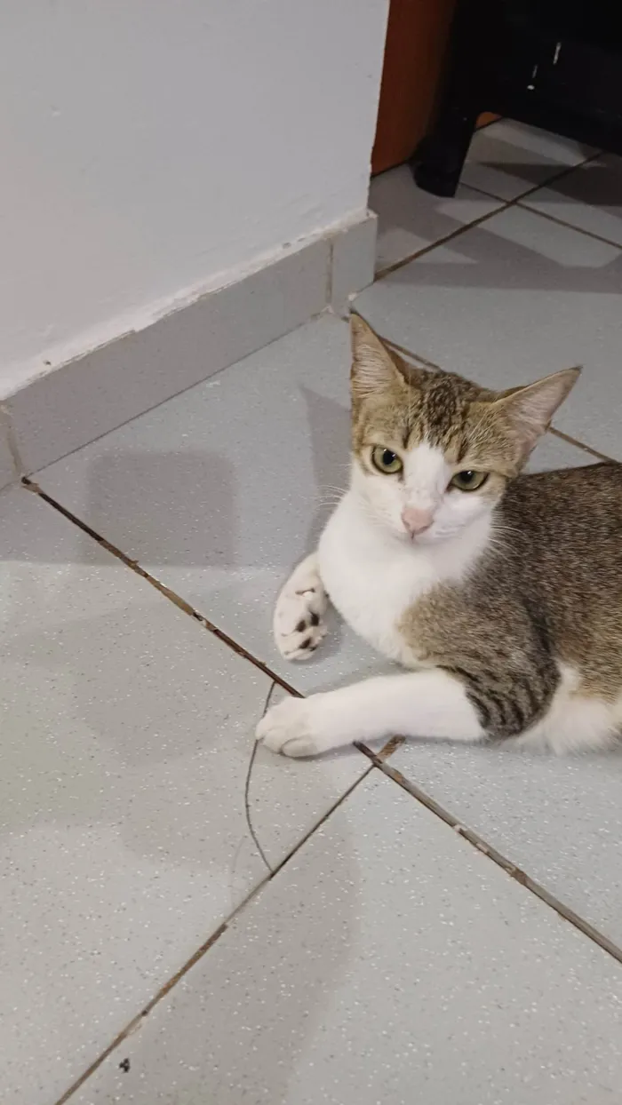 Gato ra a SRD-ViraLata idade 1 ano nome Mitieli 