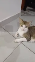 Mitieli