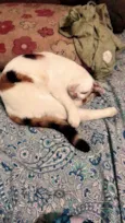 Princesa