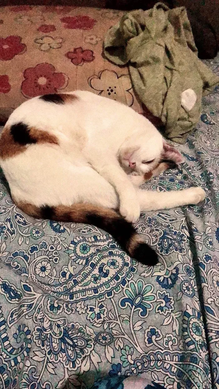 Gato ra a SRD-ViraLata idade 7 a 11 meses nome Princesa