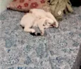 Princesa