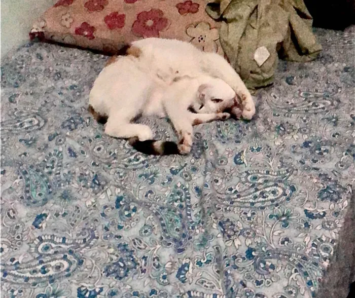 Gato ra a SRD-ViraLata idade 7 a 11 meses nome Princesa