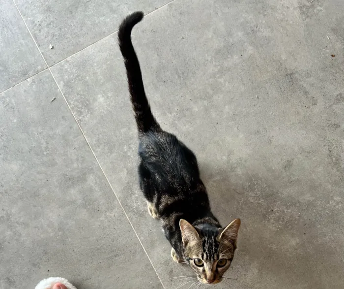 Gato ra a SRD-ViraLata idade 2 a 6 meses nome Sem nomes