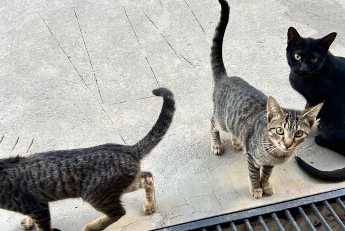 Gato ra a SRD-ViraLata idade 2 a 6 meses nome Sem nomes