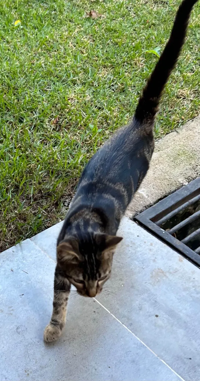 Gato ra a SRD-ViraLata idade 2 a 6 meses nome Sem nomes