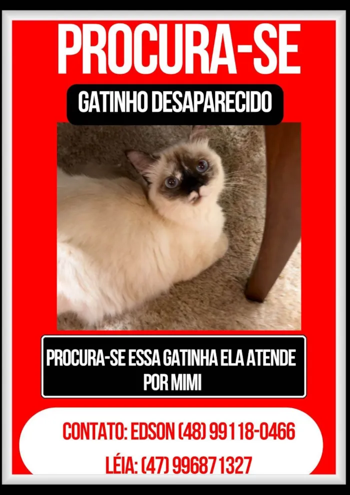 Gato ra a Siamês idade 1 ano nome Vitiligo 
