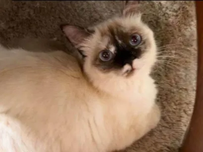 Gato raça Siamês idade 1 ano nome Vitiligo 