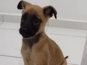 Cachorro raça SRD-ViraLata idade 2 a 6 meses nome Skye