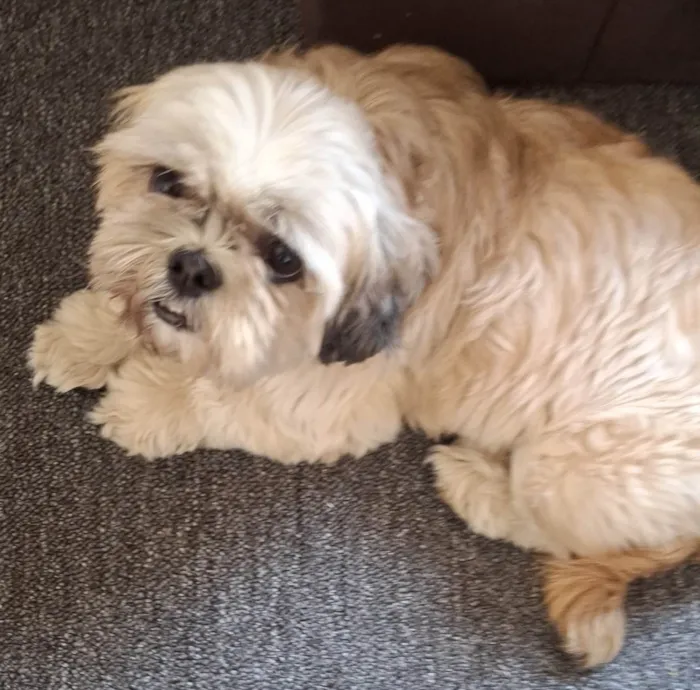 Cachorro ra a SHITZU CASTRADO idade 3 anos nome SHITZU 