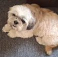 SHITZU