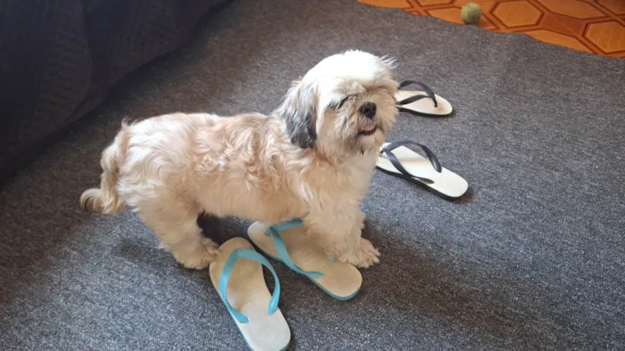 Cachorro ra a SHITZU CASTRADO idade 3 anos nome SHITZU 