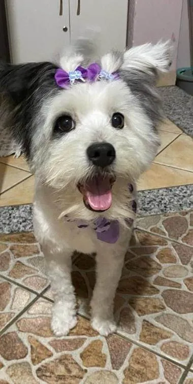 Cachorro ra a SRD-ViraLata idade 6 ou mais anos nome BELINHA CASTRADA