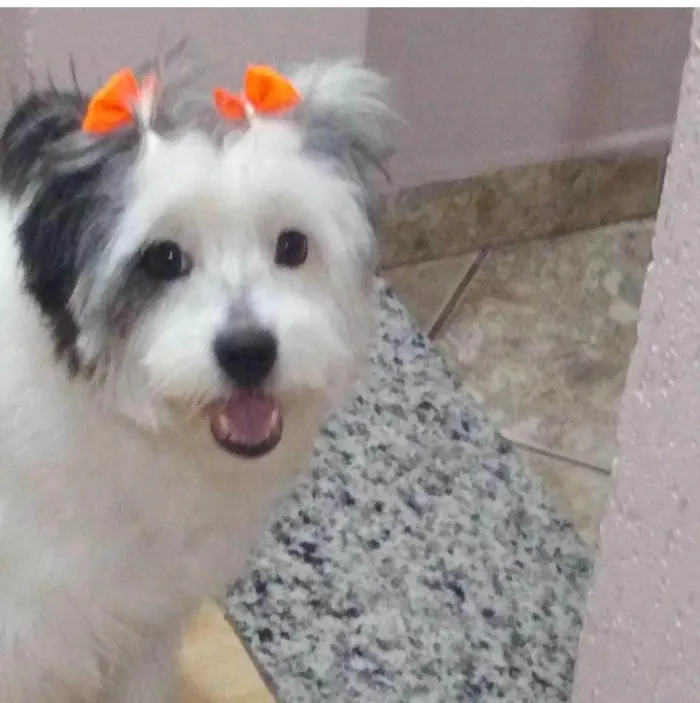 Cachorro ra a SRD-ViraLata idade 6 ou mais anos nome BELINHA CASTRADA