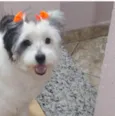 BELINHA CASTRADA