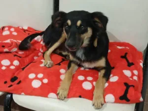 Cachorro raça SRD-ViraLata idade 1 ano nome Bidulinha 