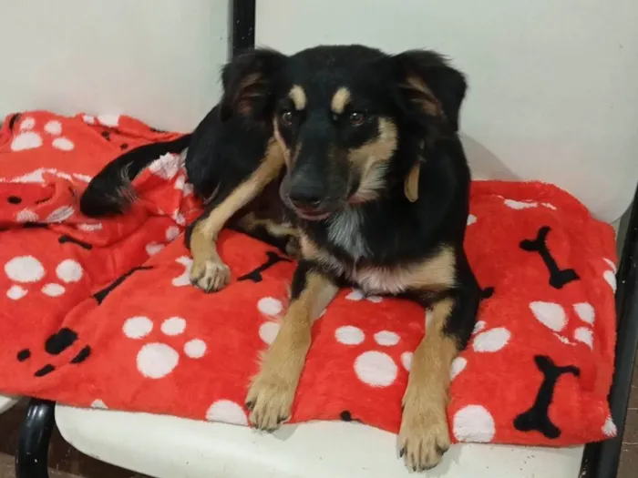 Cachorro ra a SRD-ViraLata idade 1 ano nome Bidulinha