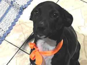 Cachorro raça SRD-ViraLata idade 2 a 6 meses nome Pantera 