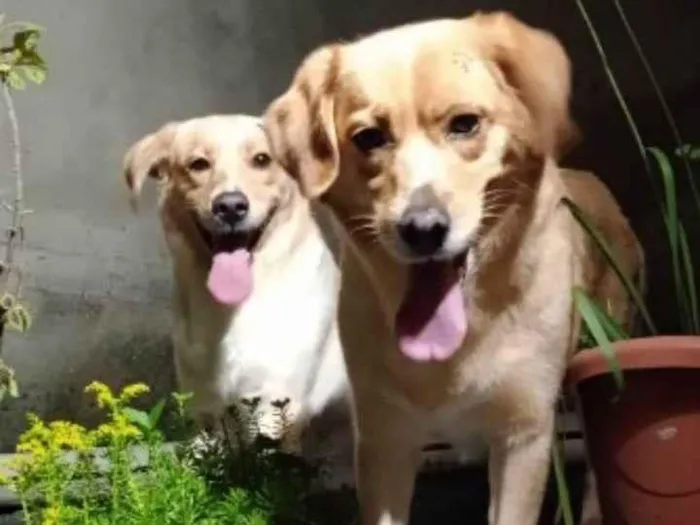 Cachorro ra a SRD-ViraLata idade 5 anos nome Maia