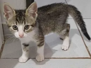 Gato raça SRD-ViraLata idade 2 a 6 meses nome Penelope