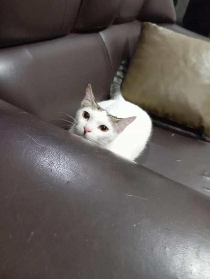 Gato ra a SRD-ViraLata idade 2 a 6 meses nome Nevaska