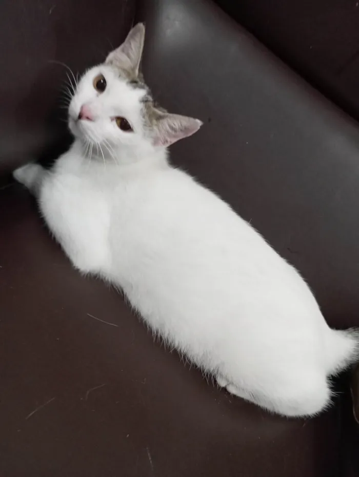 Gato ra a SRD-ViraLata idade 2 a 6 meses nome Nevaska