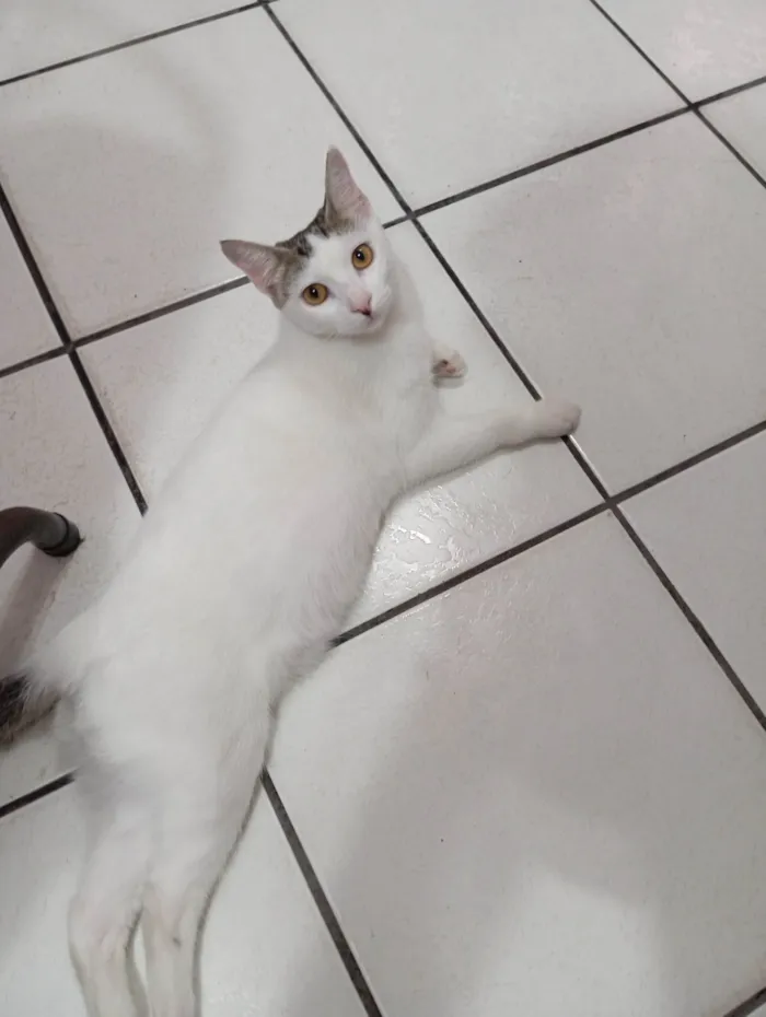 Gato ra a SRD-ViraLata idade 2 a 6 meses nome Nevaska
