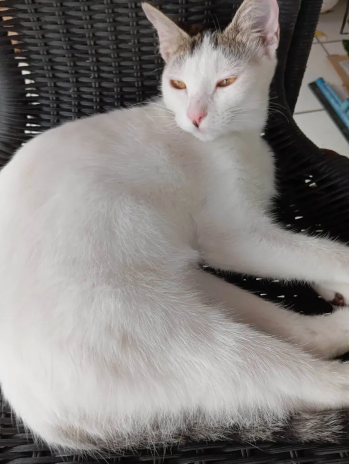 Gato ra a SRD-ViraLata idade 2 a 6 meses nome Nevaska