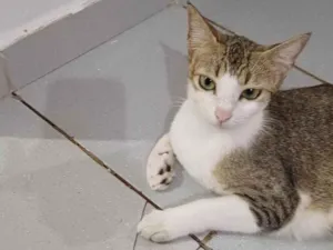 Gato raça SRD-ViraLata idade 1 ano nome Mitieli 