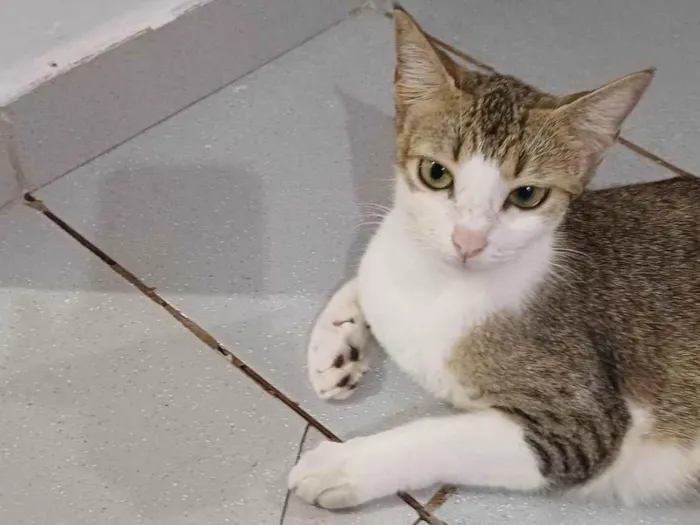Gato ra a SRD-ViraLata idade 1 ano nome Mitieli 