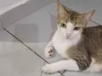 Mitieli