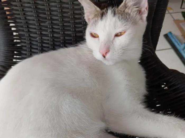 Gato ra a SRD-ViraLata idade 2 a 6 meses nome Nevaska