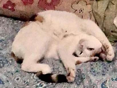 Gato raça SRD-ViraLata idade 7 a 11 meses nome Princesa