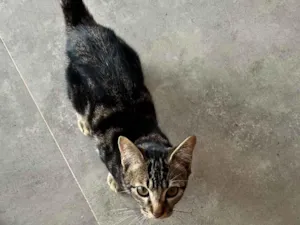 Gato raça SRD-ViraLata idade 2 a 6 meses nome Sem nomes