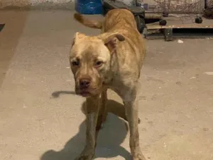 Cachorro raça SRD-ViraLata idade 7 a 11 meses nome Sem nome