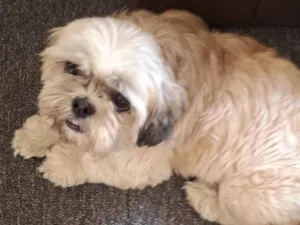 Cachorro raça SHITZU CASTRADO idade 3 anos nome SHITZU 