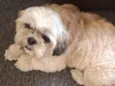 SHITZU