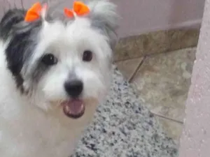 Cachorro raça SRD-ViraLata idade 6 ou mais anos nome BELINHA CASTRADA