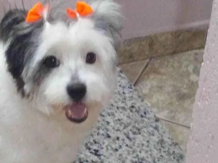 Cachorro ra a SRD-ViraLata idade 6 ou mais anos nome BELINHA CASTRADA