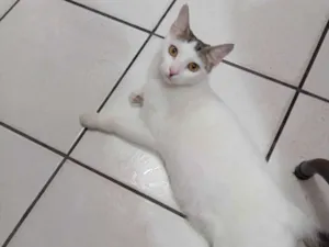 Gato raça SRD-ViraLata idade 2 a 6 meses nome Nevaska