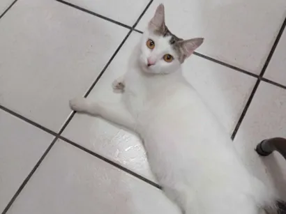 Gato raça SRD-ViraLata idade 2 a 6 meses nome Nevaska