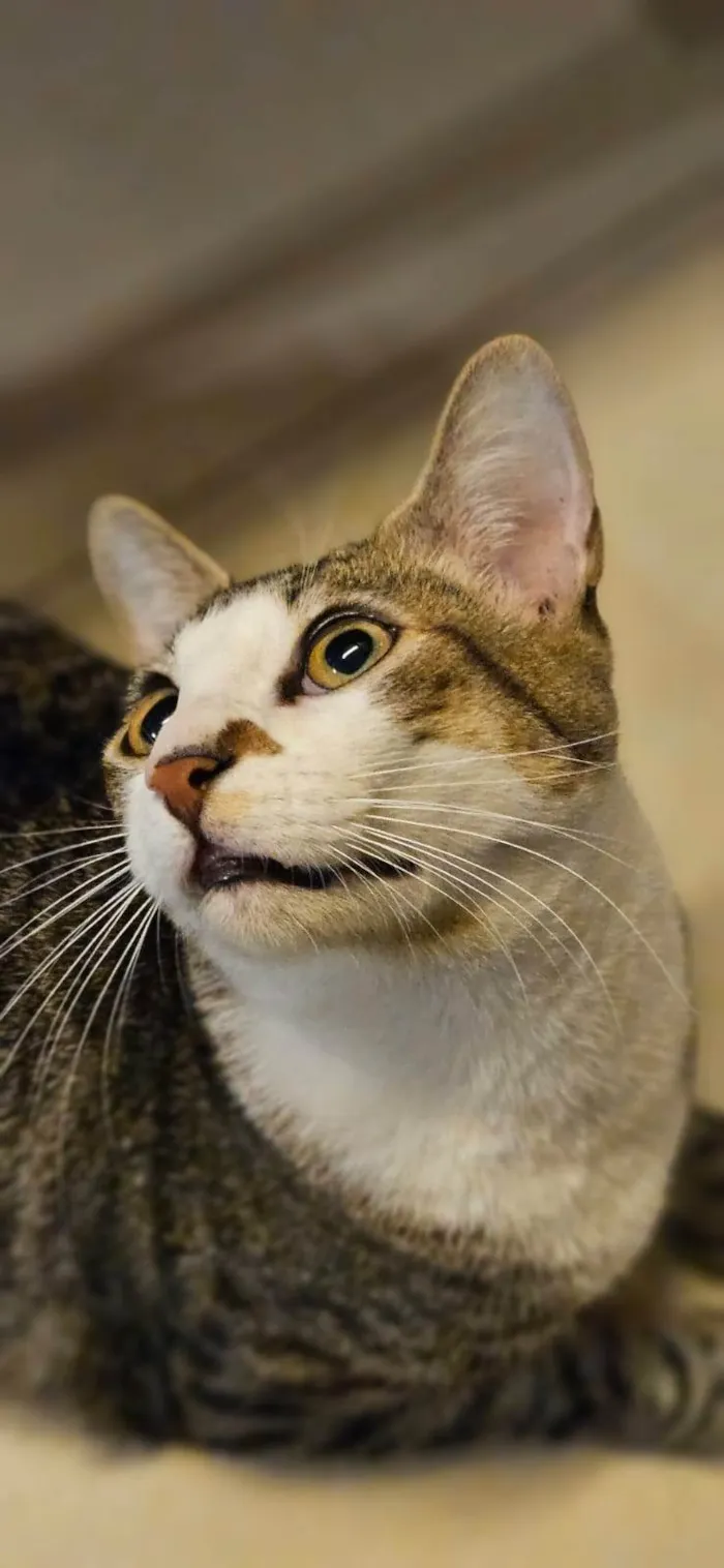 Gato ra a SRD-ViraLata idade 7 a 11 meses nome Theo