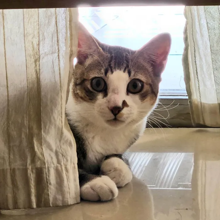 Gato ra a SRD-ViraLata idade 7 a 11 meses nome Theo