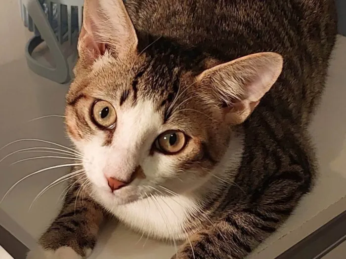 Gato ra a SRD-ViraLata idade 7 a 11 meses nome Theo