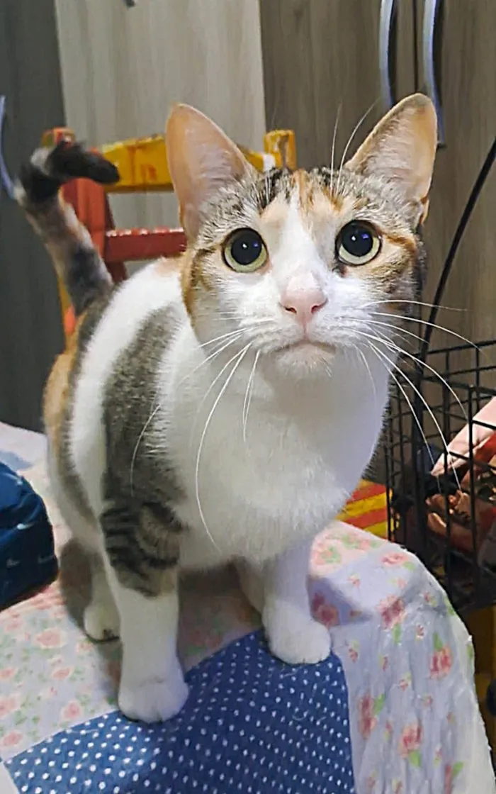 Gato ra a SRD-ViraLata idade 2 anos nome Alicia