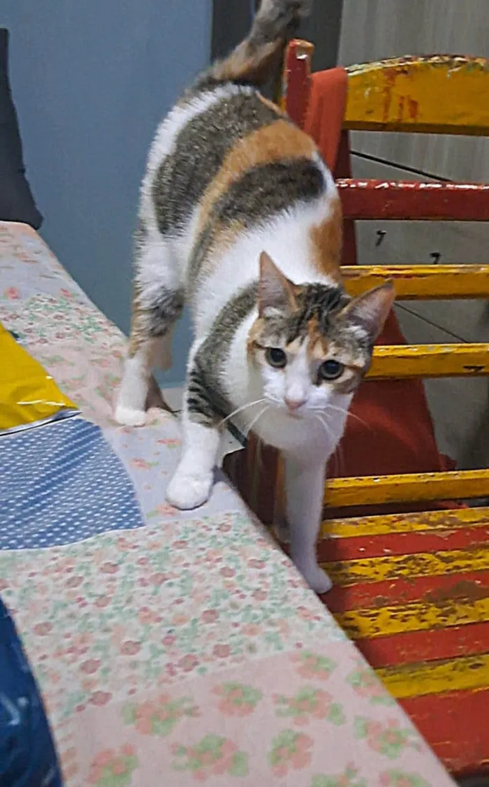 Gato ra a SRD-ViraLata idade 2 anos nome Alicia